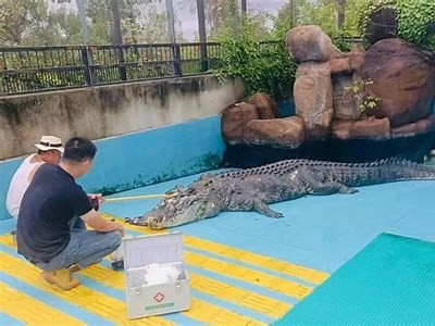 水莓91最新动漫视频免费观看，畅享无限精彩动漫世界！