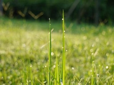 清新自然的青草视频，带你感受夏日的清凉与宁静
